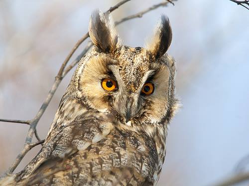 Last night we spotted a California Long Eared Owl. First encounter. Magnificent!